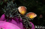 Rugstreepanemoonvis (Amphiprion sandaracinos)