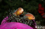 Rugstreepanemoonvis (Amphiprion sandaracinos)