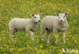 Schaap (Ovis domesticus)