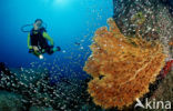 Similan Islands National Marine Park