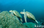 Soepschildpad (Chelonia mydas) 