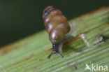 Tandloze korfslak (Columella edentula) 