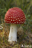 Vliegenzwam (Amanita muscaria)