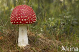 Vliegenzwam (Amanita muscaria)