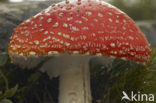 Vliegenzwam (Amanita muscaria)