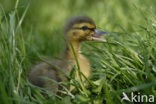 Wilde Eend (Anas platyrhynchos)