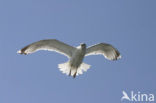 Zilvermeeuw (Larus argentatus)