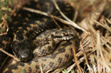 Adder (Vipera berus) 