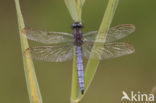 Beekoeverlibel (Orthetrum coerulescens) 