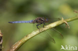 Beekoeverlibel (Orthetrum coerulescens) 