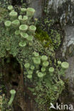 Bekermos (Cladonia)