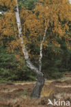 Berk (Betula)