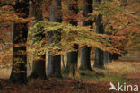 Beuk (Fagus sylvatica)