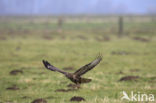 Buizerd (Buteo buteo)