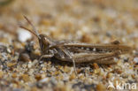 Calephorus compressicornis (Acrydium compressicornis)