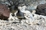 Californische kuifkwartel (Lophortyx gambelii)