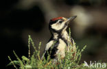 Grote Bonte Specht (Dendrocopos major)