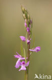 IJle Moerasorchis (Orchis laxiflora)