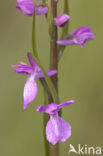 IJle Moerasorchis (Orchis laxiflora)