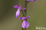 IJle Moerasorchis (Orchis laxiflora)