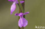 IJle Moerasorchis (Orchis laxiflora)