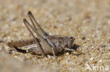 Intermediate Bush-cricket (Platycleis intermedia)