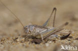 Intermediate Bush-cricket (Platycleis intermedia)