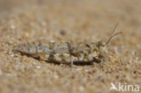 Kiezelsprinkhaan (Sphingonotus caerulans)