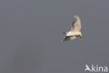 Kleine Zilverreiger (Egretta garzetta) 