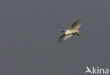 Kleine Zilverreiger (Egretta garzetta) 