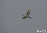 Koereiger (Bubulcus ibis)