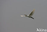 Koereiger (Bubulcus ibis)