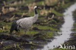 Kraanvogel (Grus grus)