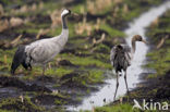 Kraanvogel (Grus grus)