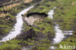 Kraanvogel (Grus grus)