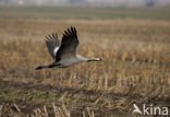 Kraanvogel (Grus grus)