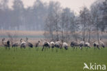 Kraanvogel (Grus grus)