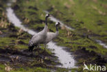 Kraanvogel (Grus grus)