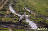 Kraanvogel (Grus grus)