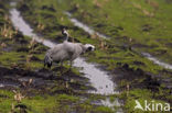 Kraanvogel (Grus grus)