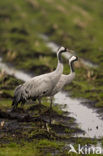 Kraanvogel (Grus grus)