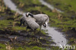 Kraanvogel (Grus grus)