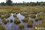 Leemputten Staverden