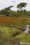 Leemputten Staverden