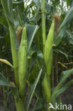 Mais (Zea mays)