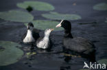 Meerkoet (Fulica atra)