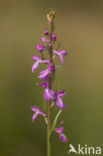 Moerasorchis (Orchis palustris)