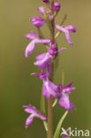 Moerasorchis (Orchis palustris)