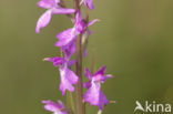 Moerasorchis (Orchis palustris)