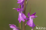 Moerasorchis (Orchis palustris)